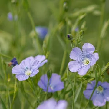 Wildflowers close up, background Stock Photos