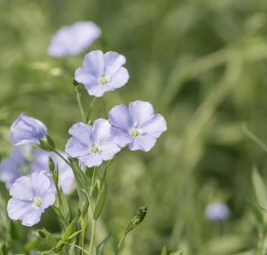 Wildflowers close up, background Stock Photos