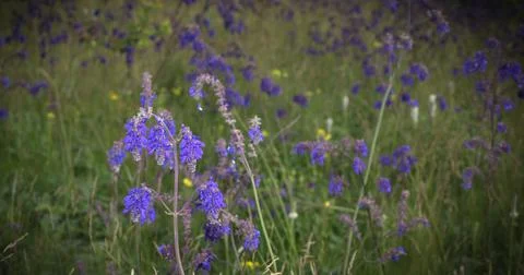 Wildflowers close up, background Stock Photos