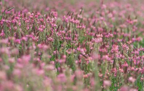 Wildflowers close up, background Stock Photos