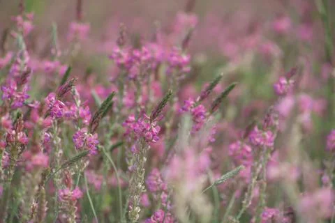 Wildflowers close up, background Stock Photos