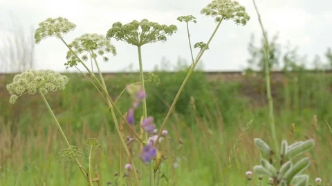 Wildflowers, close-up. In the background, the train is not in focus Stock Footage 77864724