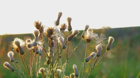 Wildflowers close-up. During the sunset. Stock Footage 79822545