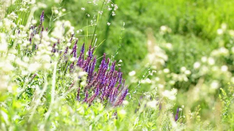 Wildflowers close up Stock Footage 35933564