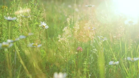 Wildflowers close-up in the meadow Video stock 258845982