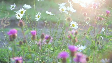 Wildflowers close-up in the meadow Stock Footage 258846015