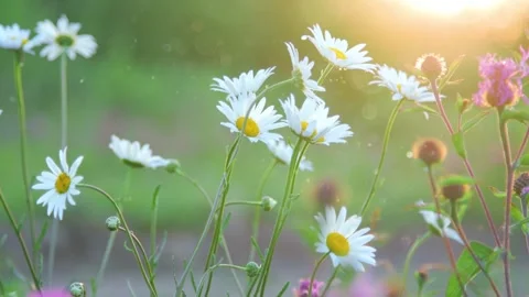 Wildflowers close-up in the meadow Stock Footage 258846077