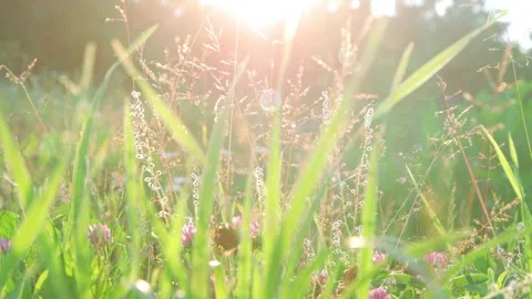 Wildflowers close-up in the meadow Video stock 258846221