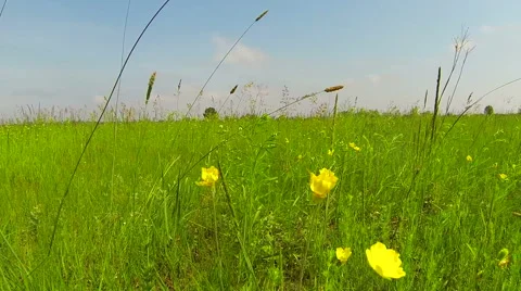 Wildflowers. Close-up. Steadicam Stock Footage 50878414