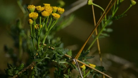 Wildflowers closeup Stock Footage 90086308
