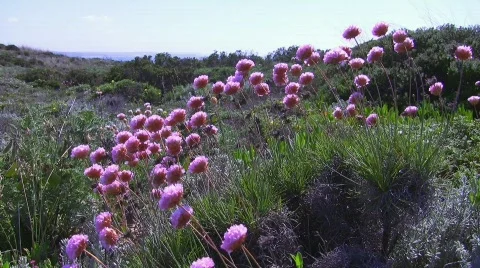 Wildflowers at the coast Stock Footage 411330
