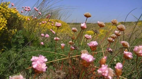Wildflowers at the coast Stock Footage 411366