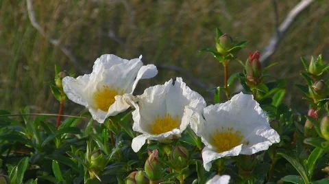 Wildflowers at the coast Stock Footage 412323
