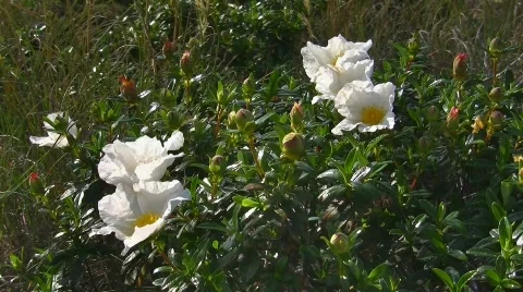 Wildflowers at the coast Stock Footage 412342