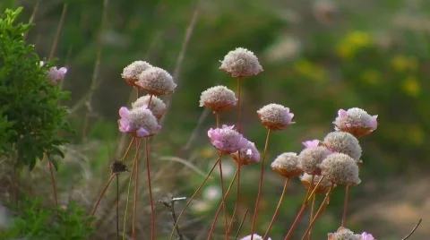 Wildflowers at the coast Stock Footage 412385