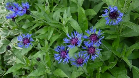 Wildflowers cornflowers in the wind. Centaurea montana. Stock Footage