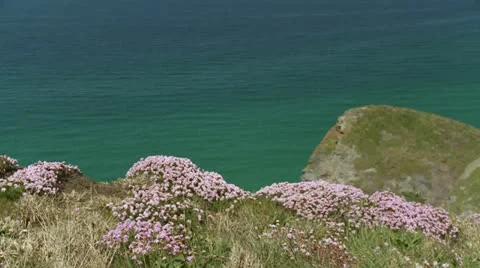 Wildflowers Cornwall Stock Footage 21908379