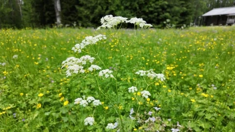 Wildflowers in the countryside. Slow motion. Stock Footage 318481663