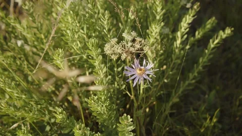 Wildflowers create a lush frame Stock Footage 280192095