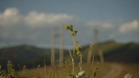 Wildflowers create a lush frame Stock Footage 280192138