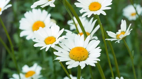 Wildflowers Daisy 01 動画素材 37811728