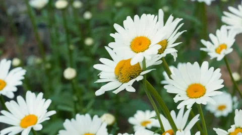 Wildflowers Daisy 02 Видео 37811738