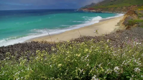 Wildflowers dancing in the wind Stock Footage 281874637