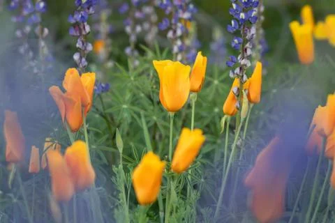 Wildflowers in the desert Stock Photos