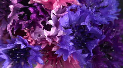 Wildflowers in the Dew Stock Footage 39621280