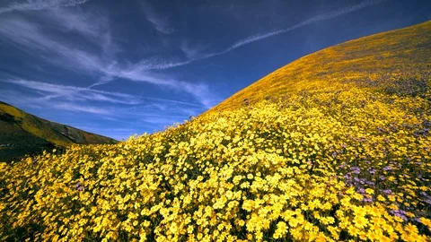 Wildflowers during spring "super bloom" following rains in Central California Stock Footage 115677110