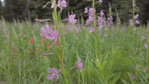 Wildflowers in the early summer Stock Footage 257250455