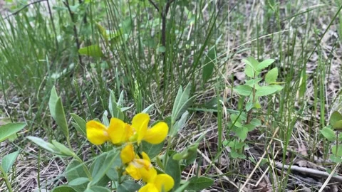 Wildflowers in the early summer Видео 314807425