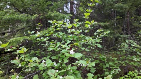 Wildflowers in the early summer Видео 314807426