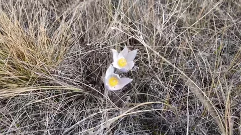 Wildflowers in the early summer Stock Footage 337843965