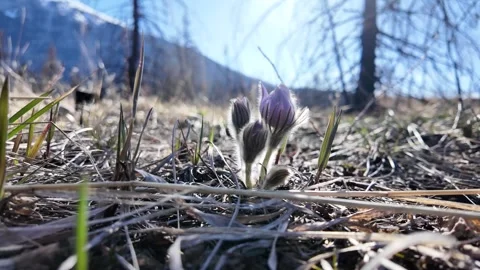 Wildflowers in the early summer Stock Footage 337843970