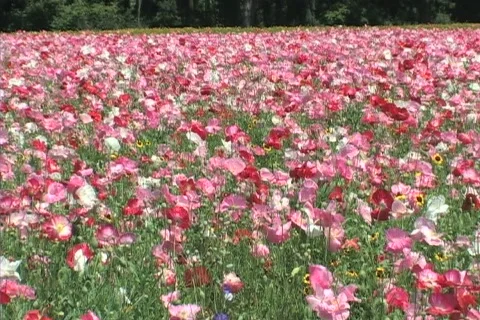 Wildflowers in field 库存影片 306477