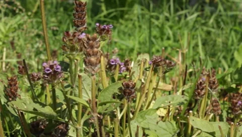 Wildflowers in a field Stock-Footage 8650530