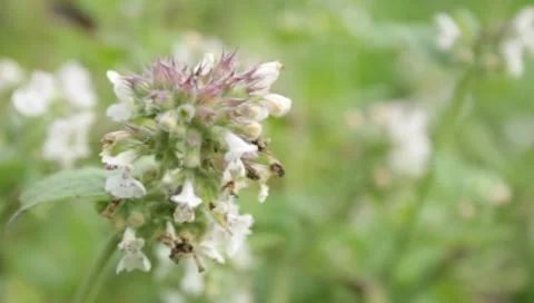 Wildflowers in a field Stock Footage 8652781
