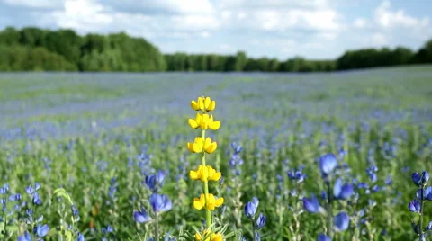 Wildflowers field Video stock 41279157