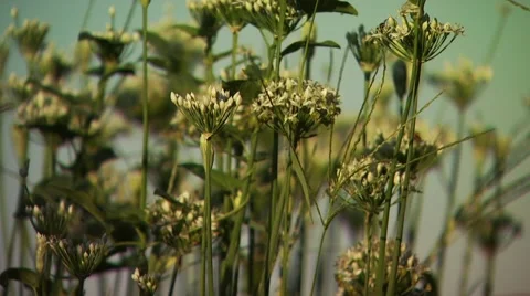 Wildflowers in field Stock Footage 55570762
