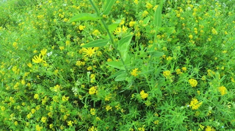 Wildflowers in field 스톡 동영상 55832909