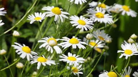 Wildflowers field Stock Footage 66437042