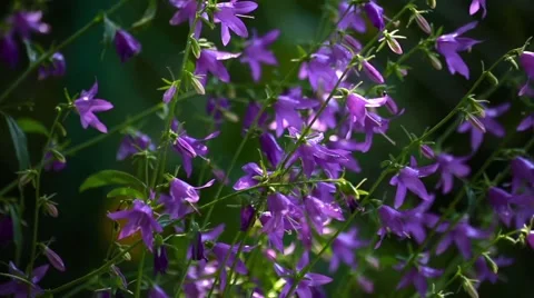 Wildflowers field Stock Footage 66437719