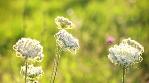 Wildflowers field Stock Footage 66438530