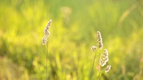 Wildflowers field Stock Footage 66438577