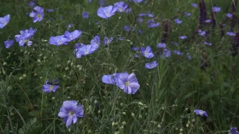 Wildflowers in the field Stock Footage 131975976