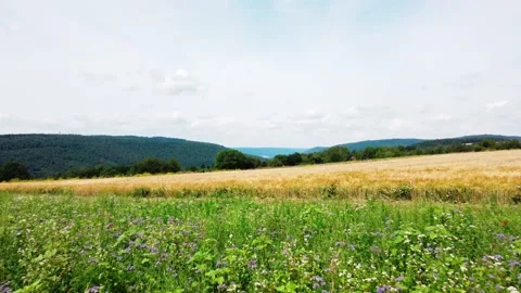 Wildflowers by a field with a forest 動画素材 161067788