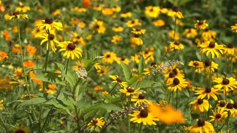 Wildflowers in field Medium Stock Footage 95137568