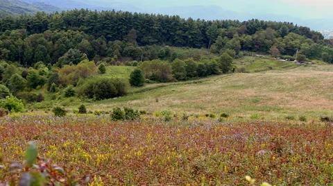 Wildflowers in a field on a mountainside. Vídeo Stock 54980973