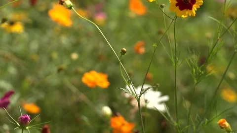 Wildflowers in field Yellow and Maroon Tilt up Medium Stock Footage